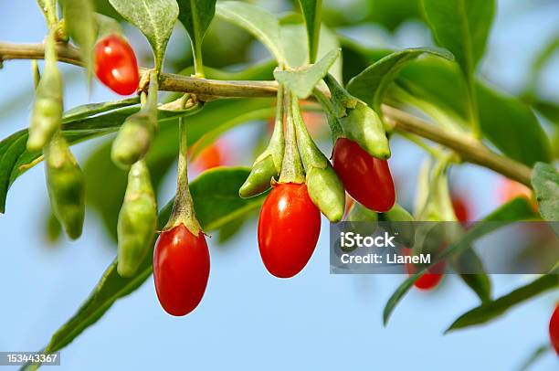 Goji Berry - Fotografias de stock e mais imagens de Arbusto - Arbusto, Cor verde, Flora