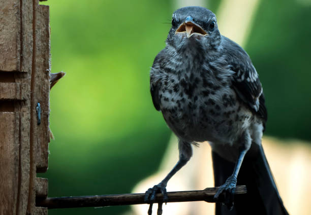 Northern Mockingbird foraging on the ground in Cancun Mexico