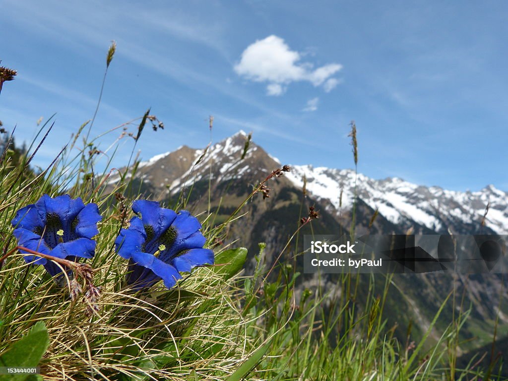 Lung-Dam-Cho montanhas como pano de fundo com flores - Foto de stock de Longa Caminhada royalty-free