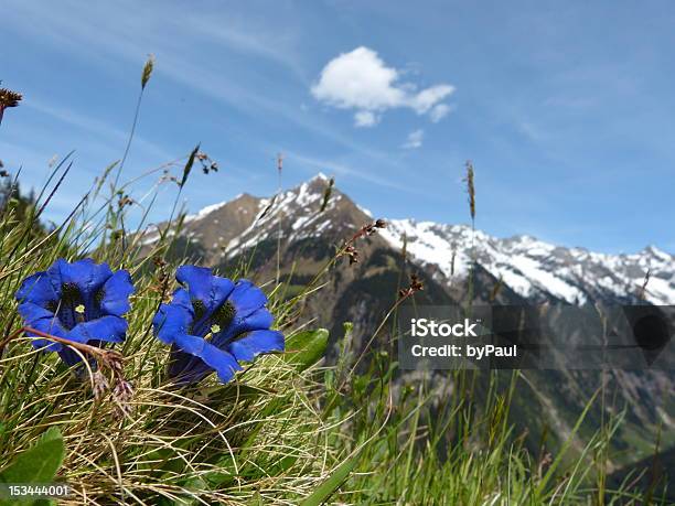 Foto de Lungdamcho Montanhas Como Pano De Fundo Com Flores e mais fotos de stock de Longa Caminhada