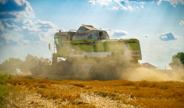 Threshing machine on the field July- 10 -2023- Romania country side-threshing on the field, threshing wheat that looks like gold in the sunlight. threshing stock pictures, royalty-free photos & images