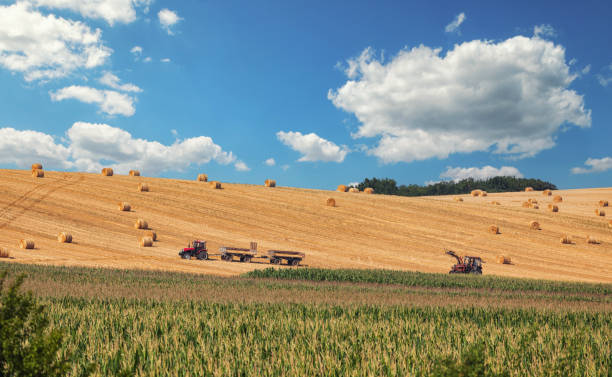 Panoramic view on a harvested wheat field stock photo