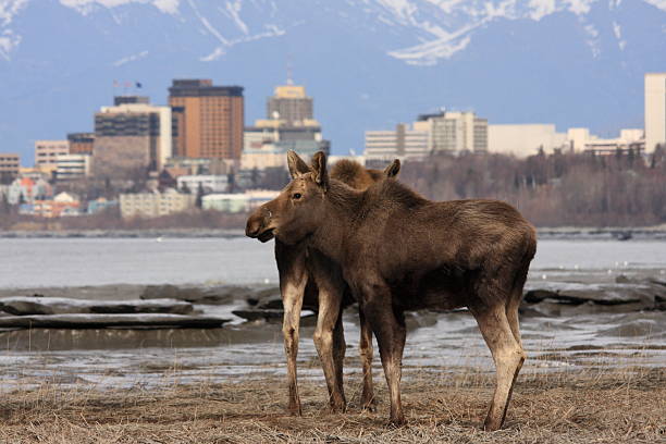 Moose checking out downtown Anchorage A cow moose (Alces alces) and year-old calf pose in front of downtown Anchorage and the Chugach range. alces alces gigas stock pictures, royalty-free photos & images