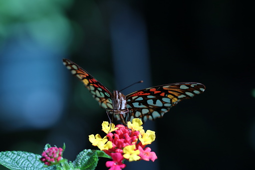 butterfly posing on a flower