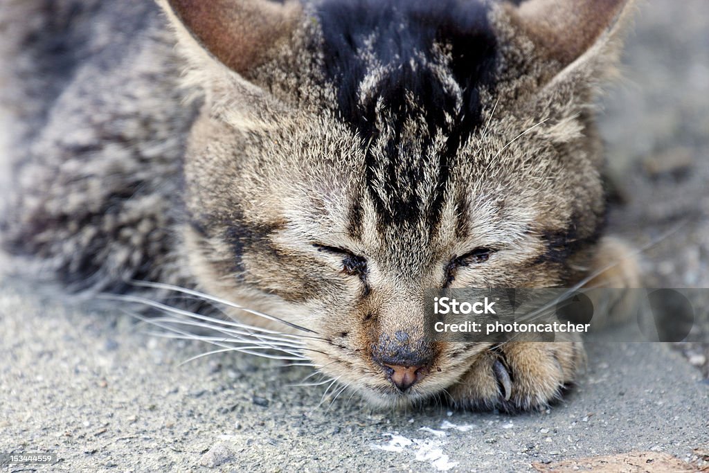 gatto - Foto stock royalty-free di Ambientazione esterna