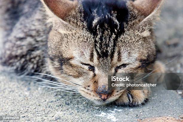 Gatto - Fotografie stock e altre immagini di Ambientazione esterna - Ambientazione esterna, Animale, Animale da compagnia