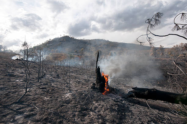 Aftermath of a forest fire in Spain.