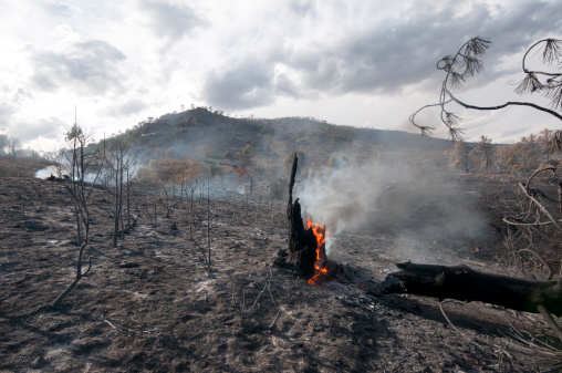 Aftermath of a forest fire near Robledo de Chavela in Spain  which destroyed 6000 hectares of dry pine forest.  Showing a burning tree stump  and hectares of ash. It was set deliberately.