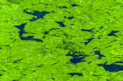 An algae bloom covers the surface of a pond.