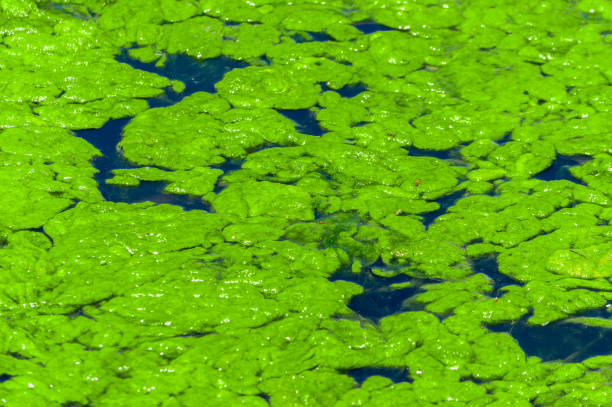 Algae Bloom on Pond An algae bloom covers the surface of a pond. algal bloom stock pictures, royalty-free photos & images