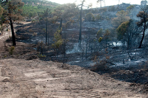 istock Aftermath of forest fire in Spain showing a firebreak. 153446170
