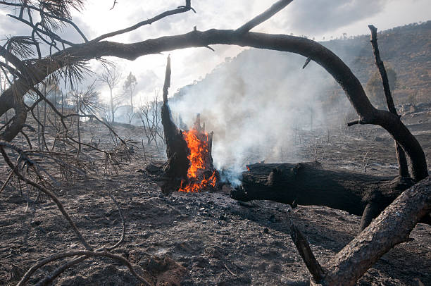 istock Aftermath of a forest fire in Spain. 153446268