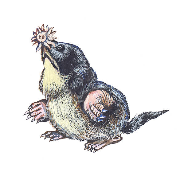 Starnosed Mole Stock Illustration - Download Image Now - Mole - Animal,  Star Shape, Drawing - Art Product - iStock