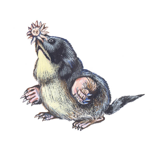 Starnosed Mole Stock Illustration - Download Image Now - Mole - Animal, Star Shape, Drawing - Art Product - iStock Starnosed Mole Stock Illustration - Download Image Now - Mole - Animal, Star Shape, Drawing - Art Product - iStock