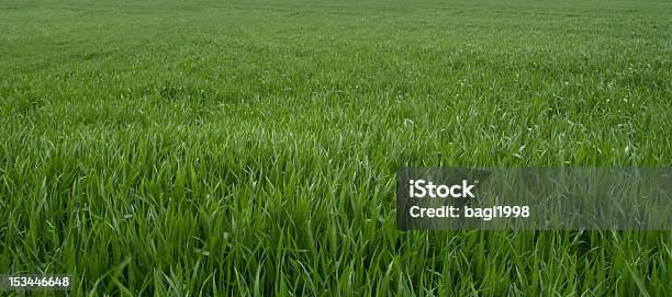 Grass Is Greener - Fotografias de stock e mais imagens de Agricultura - Agricultura, Ajardinado, Alto - Descrição Física