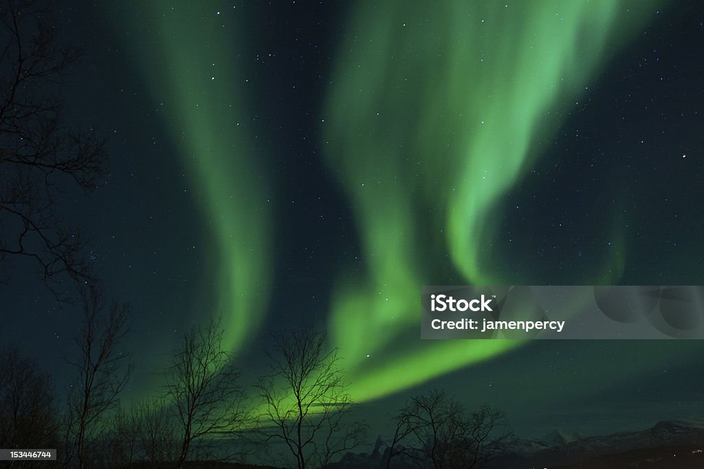 Nordlicht (Northern Lights) über Bäumen - Lizenzfrei Arktis Stock-Foto