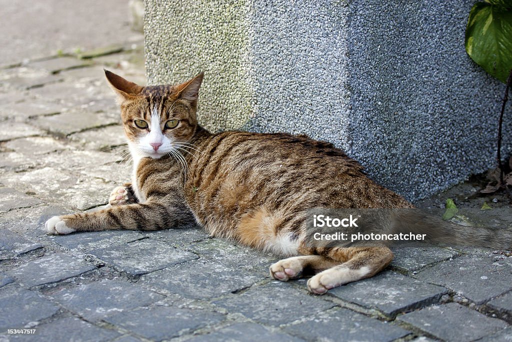 cat - Lizenzfrei Auge Stock-Foto