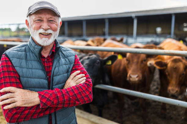 Farmer standing in front of cattle ranch stock photo