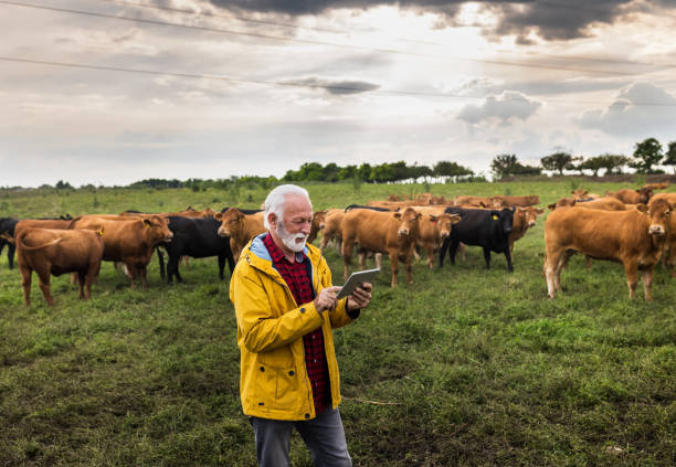 istock Farmer walking in front of cows on meadow 1534484870
