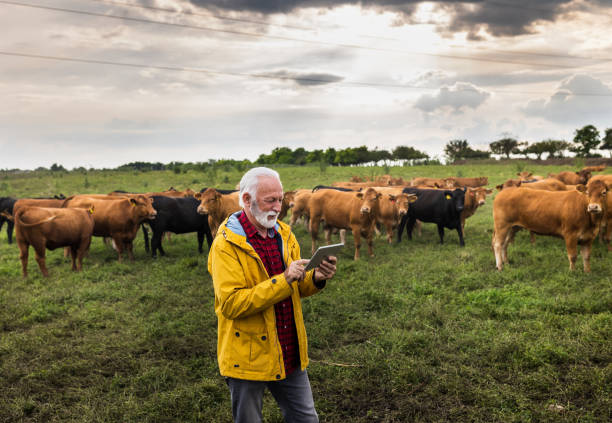 Farmer walking in front of cows on meadow stock photo