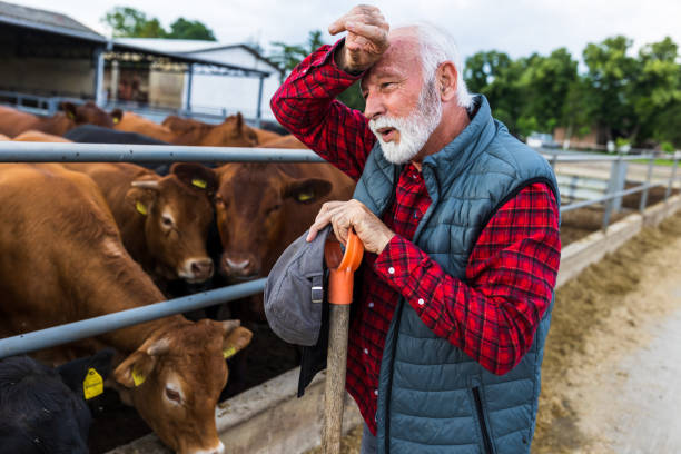 istock Farmer resting after work with cows on farm 1534484882