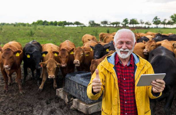 istock Farmer showing ok gesture in front of cows on ranch 1534484884