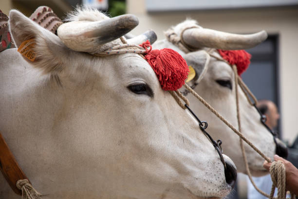 Chianina bull Italian celebration day