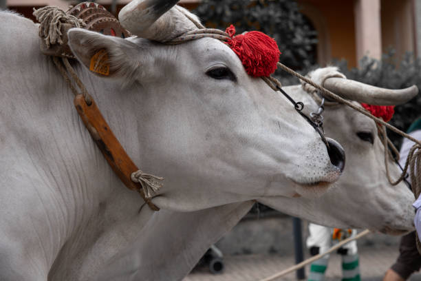 Chianina bull Italian celebration day
