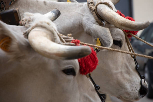 Chianina bull Italian celebration day