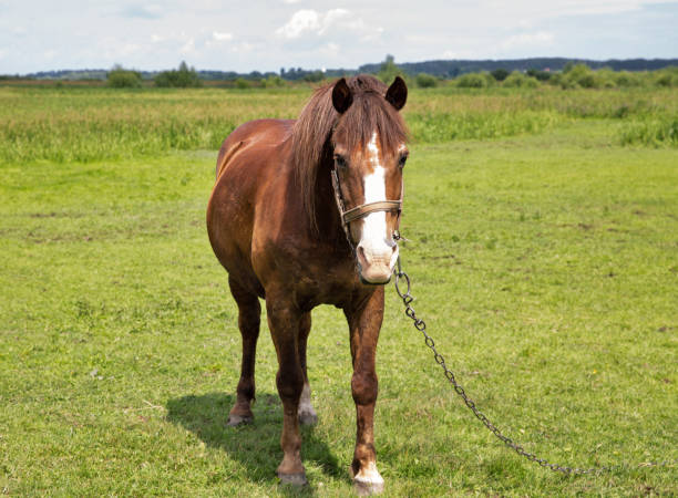 istock Lone brown horse grazing in the meadow 1534489571