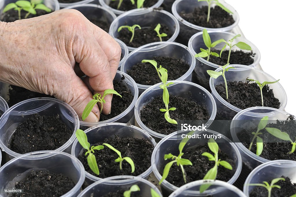 Jungen Tomaten-Setzlinge pflanzen - Lizenzfrei Anfang Stock-Foto