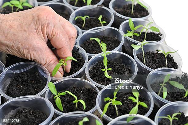 Jungen Tomatensetzlinge Pflanzen Stockfoto und mehr Bilder von Anfang - Anfang, Arbeiten, Auskeimen