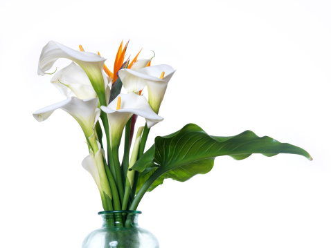 White calla lilies