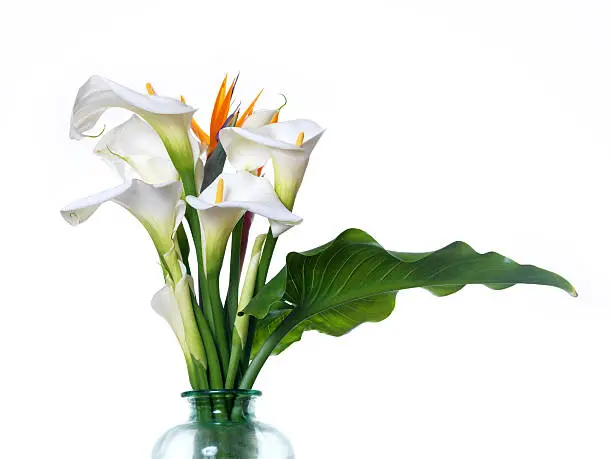 White calla lilies, isolated on white. Buds and full-bloom, in soft focus.