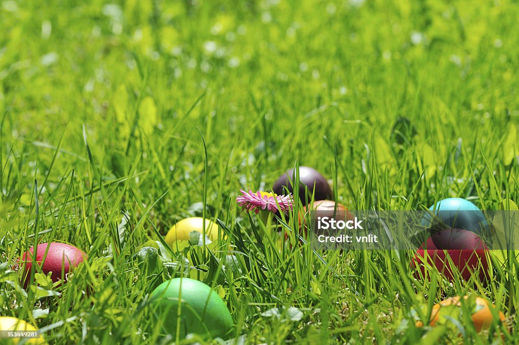 easter eggs in green grass Colorful easter eggs in field of green grass April Stock Photo