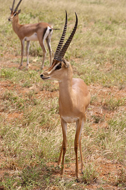 Grant's Gazelle in Tsavo east National Park Kenya stock photo