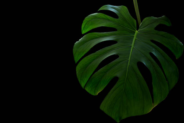 monstera deliciosa plant leaf on black background - rainforest cheese plant philodendron leaf vein imagens e fotografias de stock