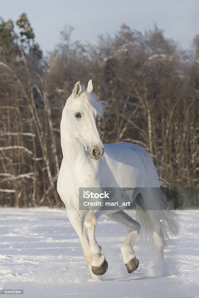 Cavalo na floresta de inverno - Foto de stock de Cavalo Branco royalty-free
