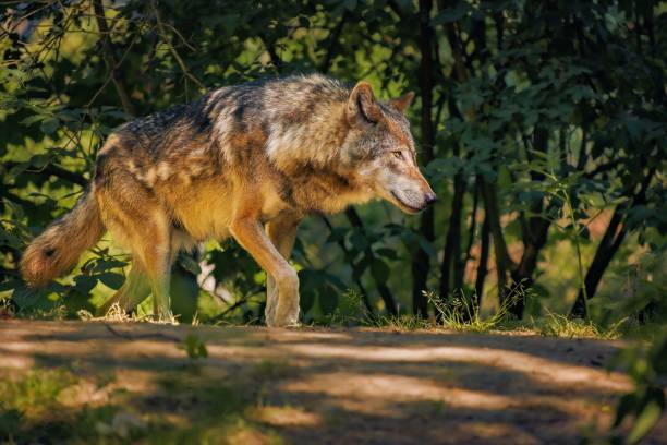 Majestic gray wolf wandering in a forest illuminated by the moonlight