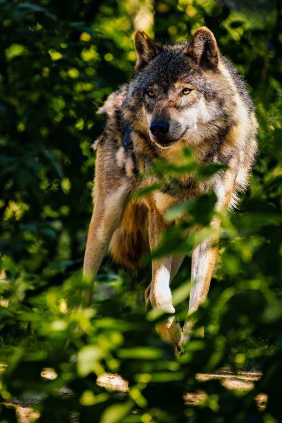 istock Majestic gray wolf wandering in a forest illuminated by the moonlight 1534514001