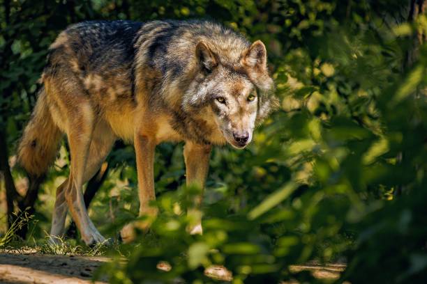 istock Majestic gray wolf wandering in a forest illuminated by the moonlight 1534514003