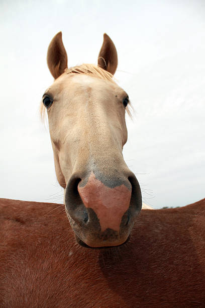 Horse stock photo