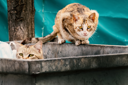 Two dirty hungry skinny stray cats are looking for food in trash can on city street