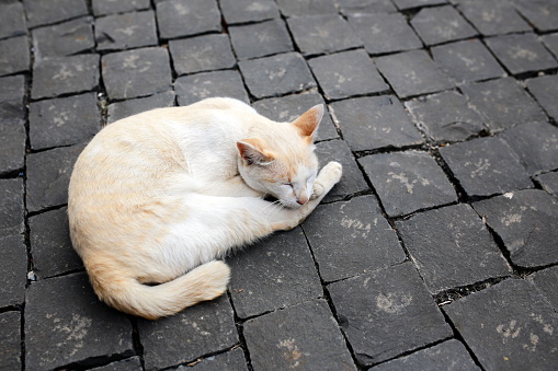 A cat was sleeping during the day on a street paved with cubes of black bricks. There is an empty space on the right side of the image.