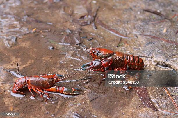 블루 Claw Yabby 싸움 결과를 방전됨 아기 갑각류에 대한 스톡 사진 및 기타 이미지 - 갑각류, 동물, 사진-이미지