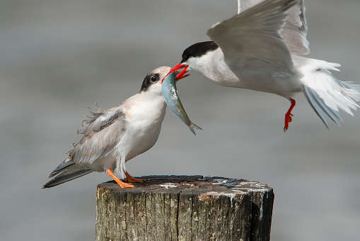 Common Tern (Sterna hirundo) juvenile and elder bird food transfer with fish