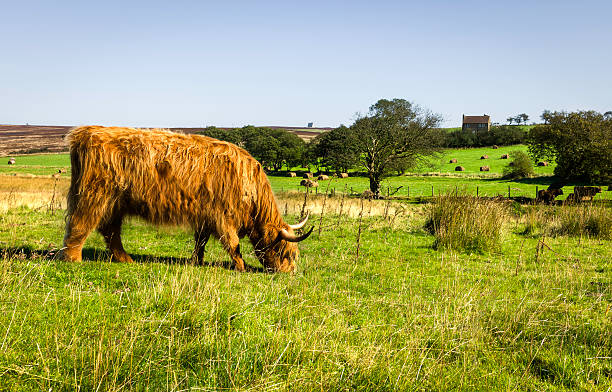 スコットランドハイランド牛、ノースヨークムーアズ、levisham 、ヨークシャー,英国 - highland cattle england cow north ストックフォトと画像