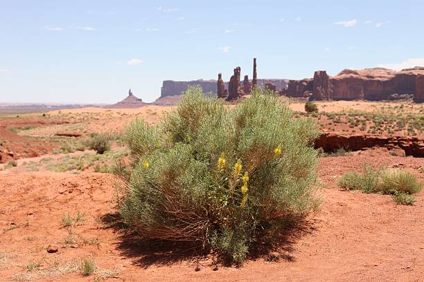 istock Monument Valley, Utah, USA-June, 2010 153455928