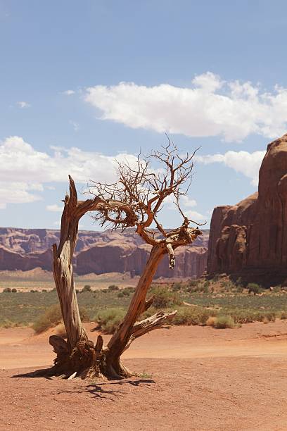 istock Monument Valley, Utah, USA-June, 2010 153455934