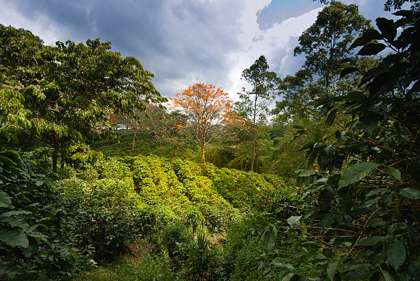 kaffee-plantage - mountain scape stock-fotos und bilder